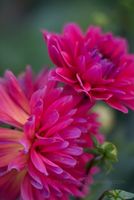 Dahlia Photography Dark Fuschia Blooms