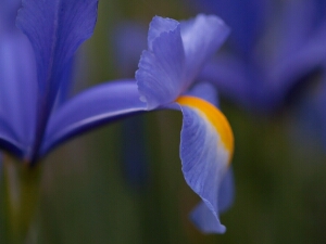 Iris Photography