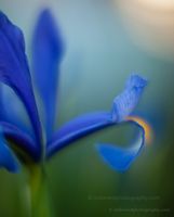 Blue Iris Edge