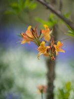 Rhododendron and Azaleas Photography A Few Golden Blooms.jpg