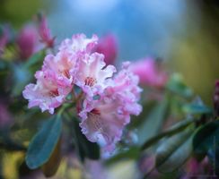 Rhododendron and Azaleas Photography Glorious Pink Rhodies.jpg
