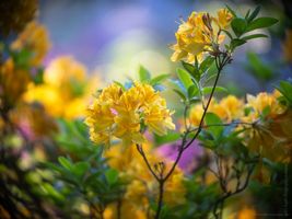 Rhododendron and Azaleas Photography Montage of Yellow Blooms .jpg