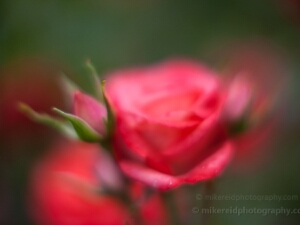 Rose Photography