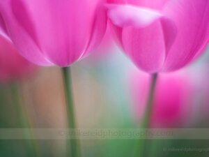 Tulip Flowers Photography