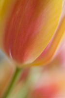 Soft Yellow Tulip Flower