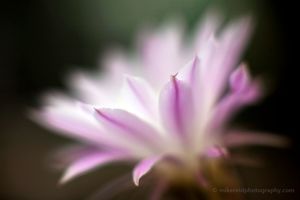 Beautiful White Succulent Flower