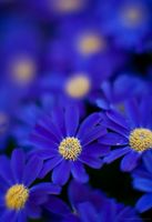 Blue Daisies
