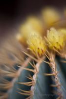 Cactus Flowers