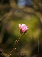 Flower Photography Pink Magnolia Alone A tender magnolia blossom unfolds in warm sunlight, surrounded by a swirl of creamy bokeh and soft green tones. This fine art floral photograph highlights the...