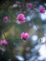Flower Photography Pink Magnolia Bokeh Delicate pink magnolia blossoms glow in gentle morning light, their petals framed by a dreamy bokeh background. This fine art floral photograph captures the...