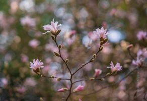 Flower Photography Pink Magnolia Branches Graceful pink magnolia blossoms open on delicate branches against a dreamy background of soft spring color and bokeh. This fine art floral photograph captures...