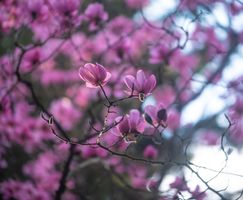 Flower Photography Pink Magnolia Collage Delicate pink magnolia blossoms emerge in luminous spring light, their petals glowing against a dreamy bokeh backdrop. Captured with Canon’s legendary 200mm...
