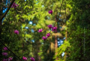 Flower Photography Pink Magnolias Standouts Vibrant pink magnolia blossoms glow against a backdrop of deep green forest light, rendered with exquisite clarity and smooth tonal transitions. Captured with...