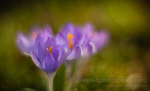 Crocus Photography Crocus Photography by Mike Reid - Crocus blooms are like little fountains of light. Mine are usually purple. Another...