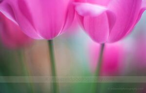 Tulip Flowers Photography Tulips are for me a rite of spring and one of my favorite flowers to photograph to capture the bloom and bokeh around...