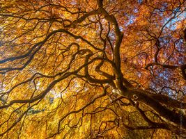 Seattle Kubota Japanese Garden Fall Colors Tangled Tree Branches