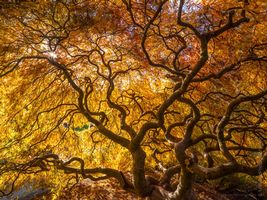 Seattle Kubota Japanese Garden Fall Colors Tangled Tree Golden Light