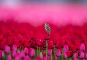 Skagit Songbird on a Tulip Canon 600mm.jpg The Skagit Valley bursts forth with color starting in about March and continuing through April with the Skagit Valley Daffodil and Tulip Festivals. Being up...