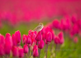 Skagit Tulip Field Sparrow on a Tulip.jpg