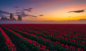Skagit Valley Tulip and Daffodil Fields Photography The Skagit Valley bursts forth with color starting in about March and continuing through April with the Skagit Valley...