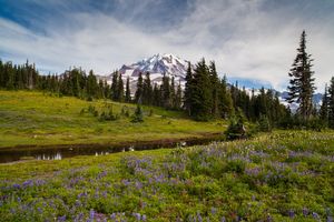 Spray Park Lupine Wildflowers