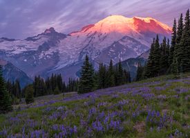 Mount Rainier Photography Morning Alpenglow Meadows.jpg Mount Rainier Sunrise Side Photography. Open a relatively short season each year, many consider this side of the Park to be the best hiking and views. Hopefully...