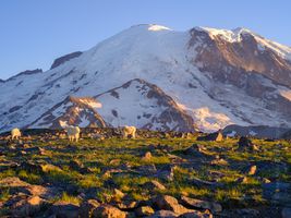 Mount Rainier Photography Mountain Goats.jpg Mount Rainier Sunrise Side Photography. Open a relatively short season each year, many consider this side of the Park to be the best hiking and views. Hopefully...