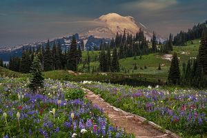 Amongst the Naches Loop Flowers Amongst the Naches Loop Flowers