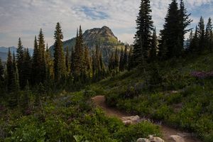 Back to the Trailhead Tipsoo Back to the Trailhead Tipsoo