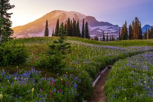 Mount Rainier Photography Wildflower Trails Golden Light
