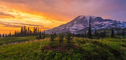 Mount Rainier Photography Wildflowers Sunset Panorama wider.jpg