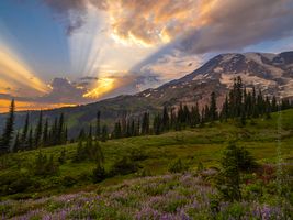 Mount Rainier Photography Wildflowers Sunset Sun Rays Light.jpg