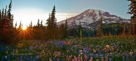 Evening Glow over Mazama Ridge Wildflower Meadows, Mount Rainier As the sun sets beyond Mazama Ridge, warm evening light washes over Mount Rainier’s wildflower meadows, where lupine, paintbrush, and beargrass glow beneath the...