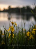 Greenlake Shore Lillies