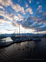 Geese at Shilshole Marina Evening light over Shilshole Bay Marina in Seattle with sailboats docked beneath dramatic clouds and soft reflections on the rippling water.