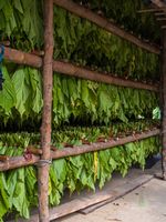 Vietnam Photography Drying Tobacco.jpg