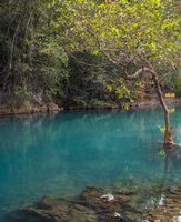 Vietnam Photography Lenin Stream Tree.jpg