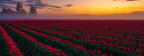 hero-tulips.webp