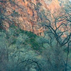 Zion Photography Hall of the Bent Trees.jpg