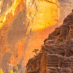 Zion Photography Tree in Gold To order a print please email me at  Mike Reid Photography : zion, zion national park, bryce canyon, hoodoos, utah, arizona, landscape, landscape photographjy, travel photography, sonyalpha, zeiss lenses, zion canyon drive