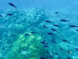 Australia Fish Great Barrier Reef.jpg