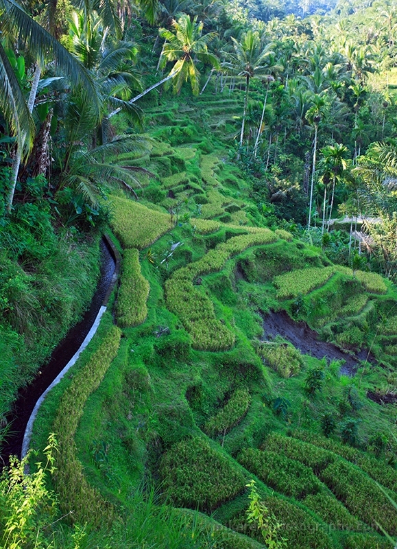 Bali Green Terraces