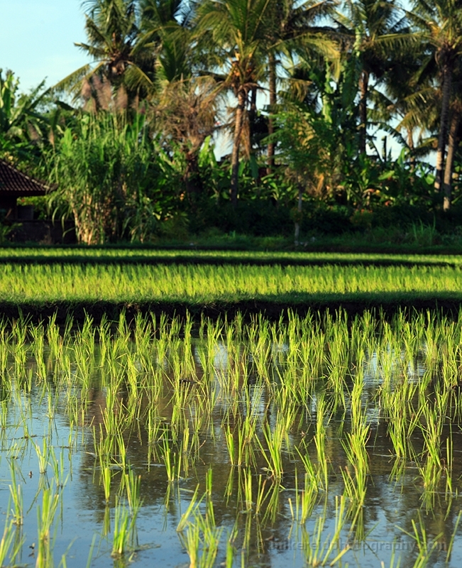 Country Rice Paddy