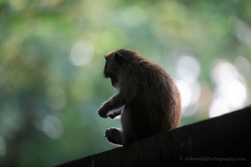 Macaque Monkey Silhouette