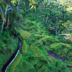 Bali Green Terraces To order a print please email me at  Mike Reid Photography : bali, indonesia, laguna nusa dua, macaque, monkey forest ibud, temple, sunset bali, puppy, tourist
