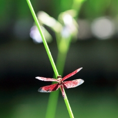 Beautiful Red Dragonfly To order a print please email me at  Mike Reid Photography : bali, indonesia, laguna nusa dua, macaque, monkey forest ibud, temple, sunset bali, puppy, tourist, dragonfly