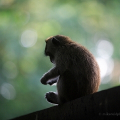 Macaque Monkey Silhouette To order a print please email me at  Mike Reid Photography : bali, indonesia, laguna nusa dua, macaque, monkey forest ibud, temple, sunset bali, puppy, tourist, monkey forest ubud