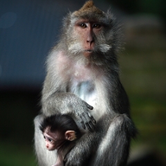 Mom and Baby Macaque To order a print please email me at  Mike Reid Photography : bali, indonesia, laguna nusa dua, macaque, monkey forest ibud, temple, sunset bali, puppy, tourist, sacred monkey forest ubud