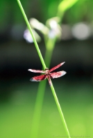 Beautiful Red Dragonfly