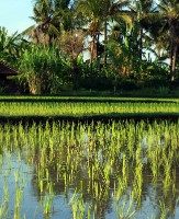 Country Rice Paddy